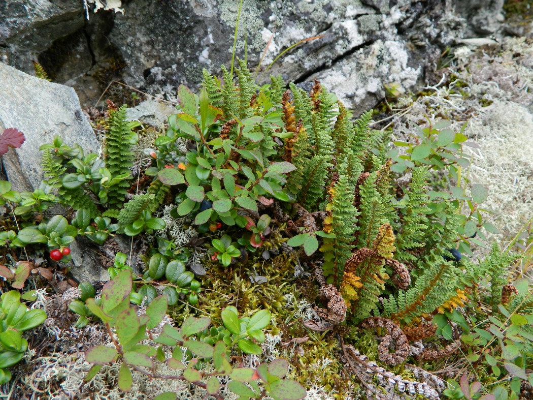 Image of Dryopteris fragrans specimen.