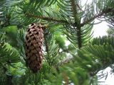 Picea ajanensis. Ветка со зрелой шишкой. Сахалин, окр. г. Южно-Сахалинска. Июль 2012 г.