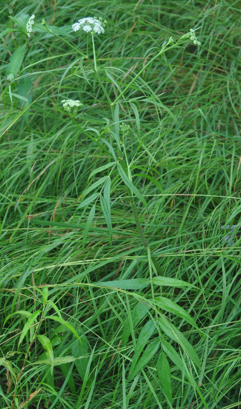 Image of Sium suave specimen.