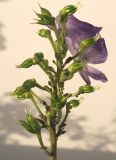 Aconitum