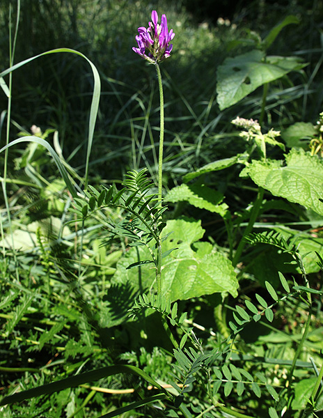 Image of Astragalus onobrychis specimen.