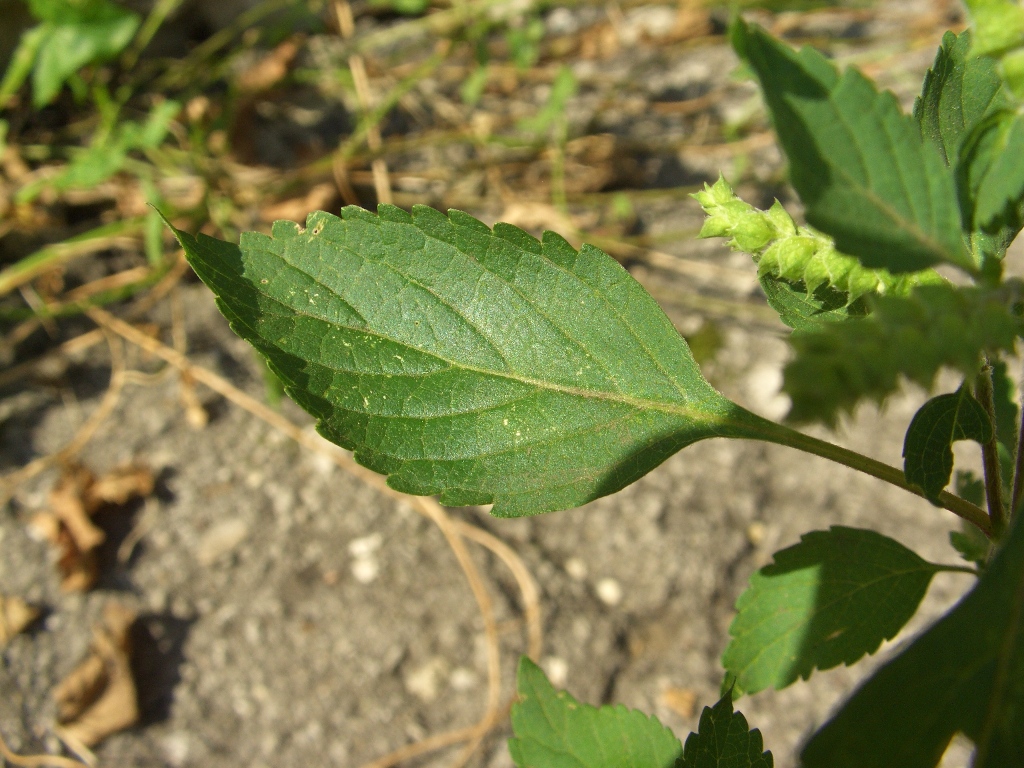 Изображение особи Elsholtzia ciliata.