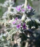 Marrubium alysson. Часть соцветия. Israel, Negev Mountains. Март 2007 г.