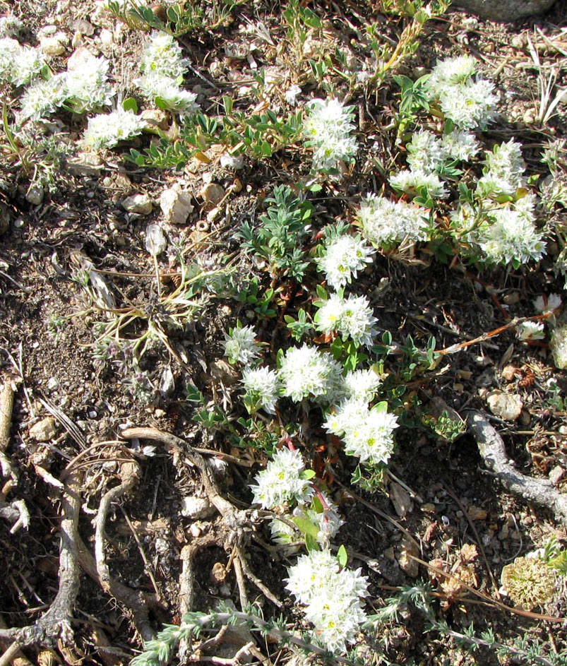 Image of Paronychia capitata specimen.