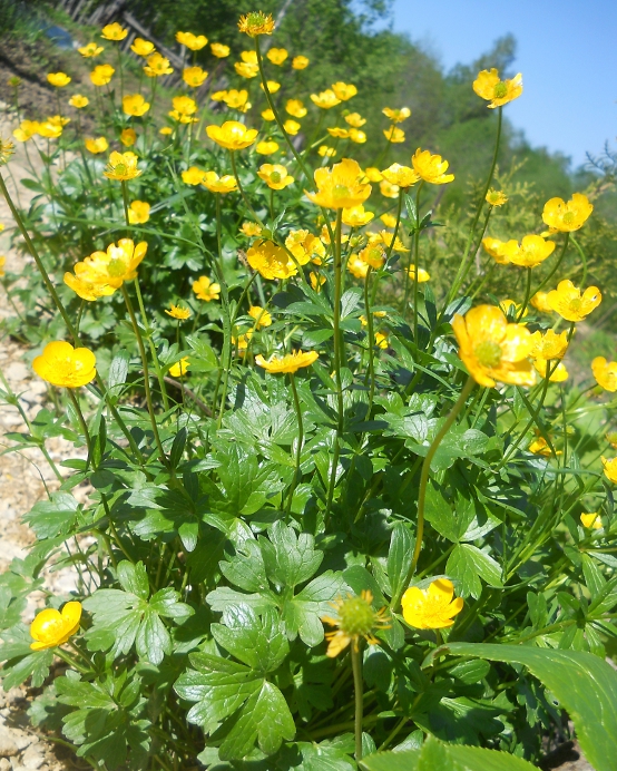 Изображение особи Ranunculus montanus.