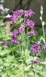 Aquilegia vulgaris