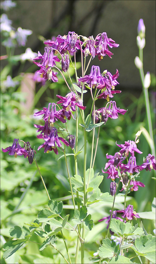 Image of Aquilegia vulgaris specimen.