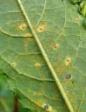Salix myrsinifolia. Часть листа (вид с обратной стороны) с поражениями ржавчинных грибов (Melampsora sp.). Архангельская обл., Вельский р-н, окр. пос. Усть-Шоноша, луг вблизи ж. д. 11.08.2012.