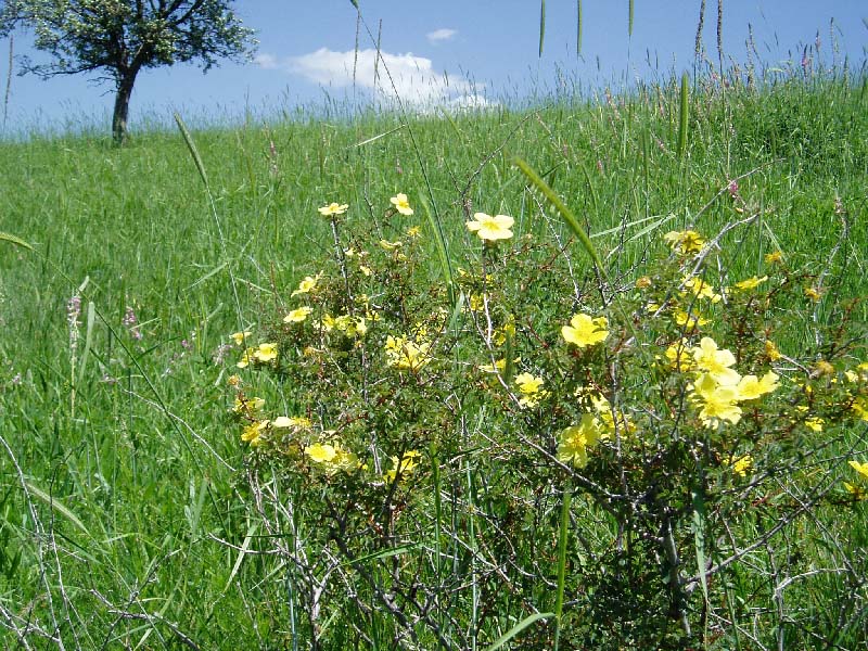 Image of Rosa kokanica specimen.