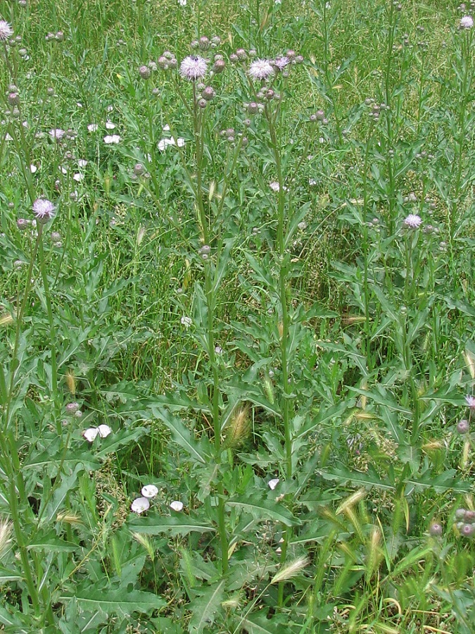 Image of Cirsium arvense specimen.