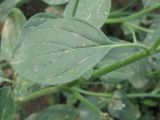 Heliotropium europaeum. Лист. Украина, г. Запорожье, недалеко от Областной больницы. 30.07.2011.