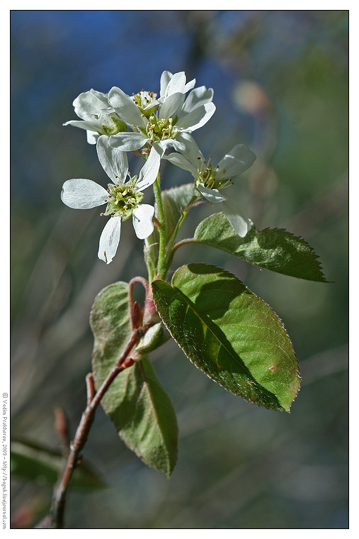 Image of Amelanchier oligocarpa specimen.