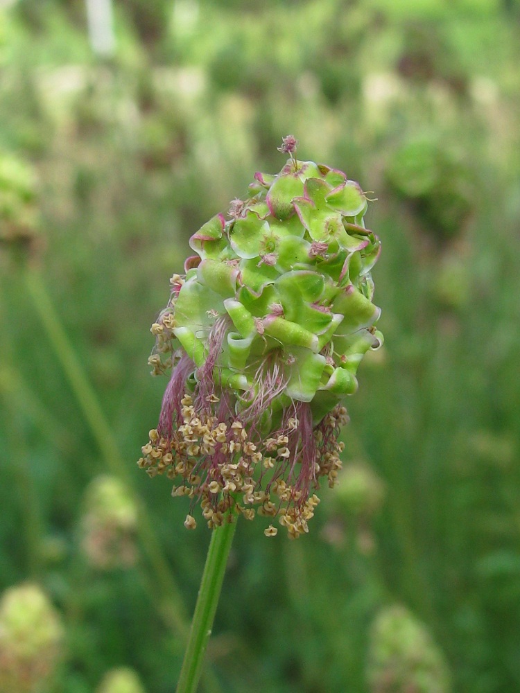 Изображение особи Poterium sanguisorba.