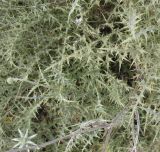 Image of specimen
