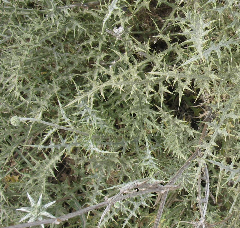 Image of Echinops philistaeus specimen.