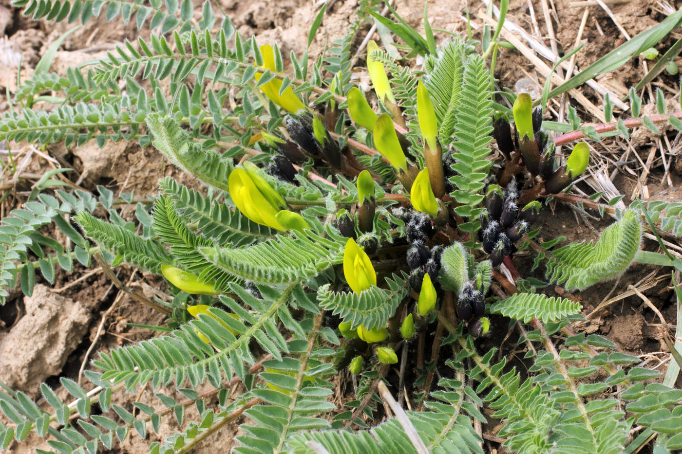 Image of Astragalus macronyx specimen.