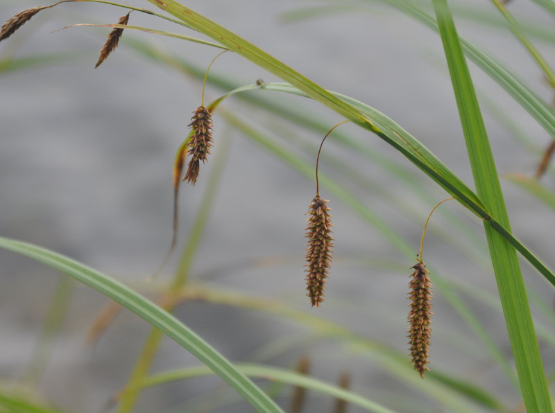 Image of Carex cryptocarpa specimen.