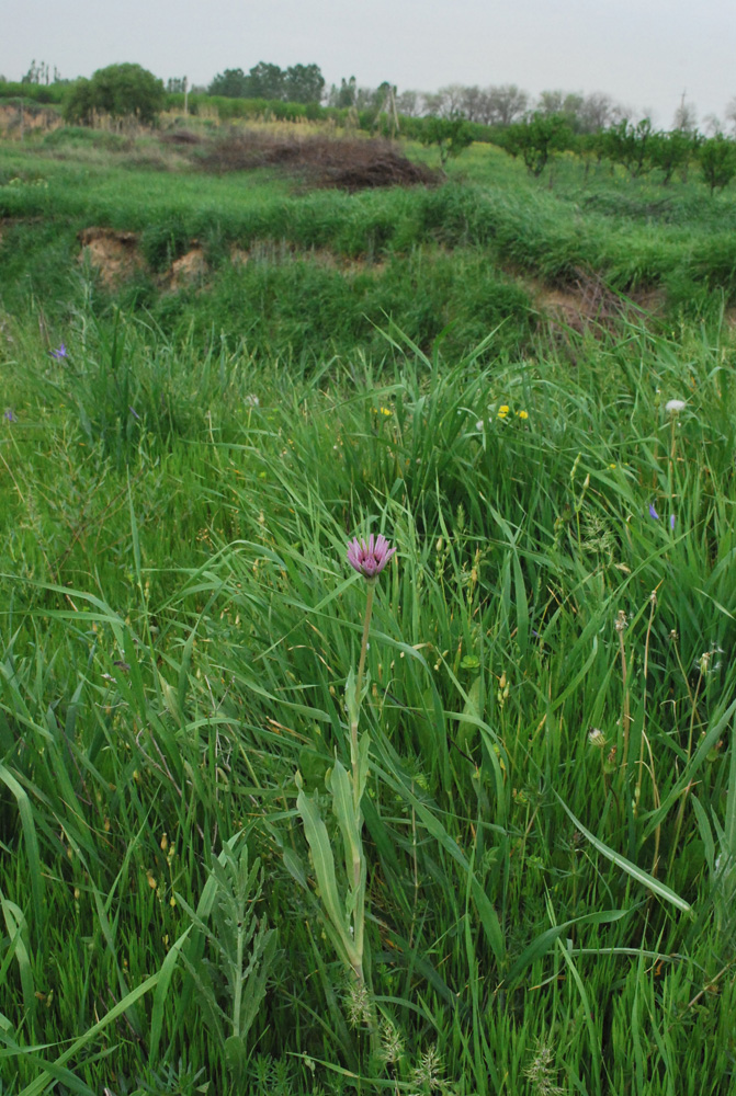 Image of Tragopogon malikus specimen.