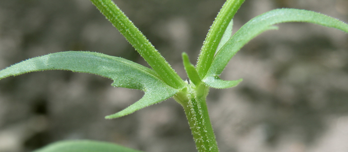 Изображение особи Valerianella dentata.