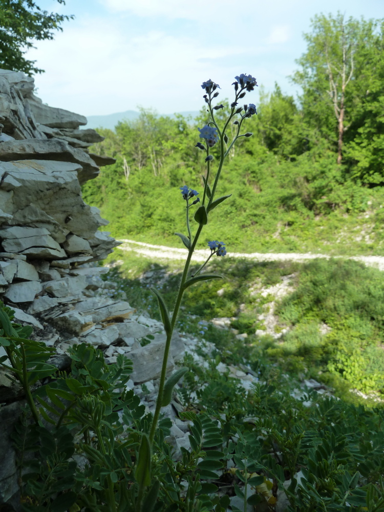 Изображение особи Myosotis lithospermifolia.