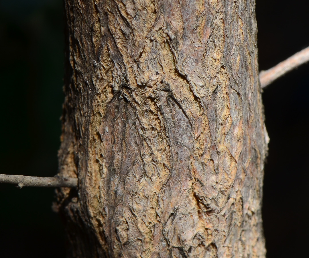 Изображение особи Leucophyllum frutescens.