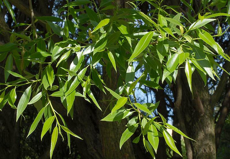 Изображение особи Salix fragilis var. sphaerica.