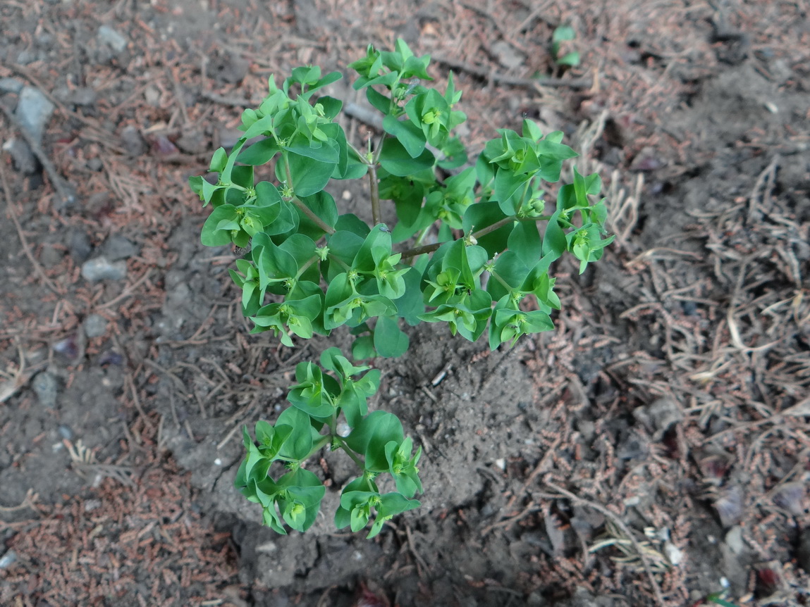 Изображение особи Euphorbia peplus.