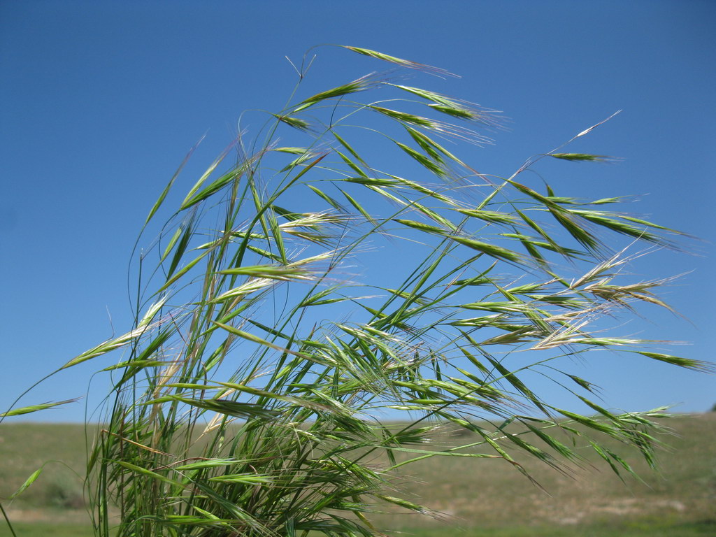 Image of Anisantha sterilis specimen.
