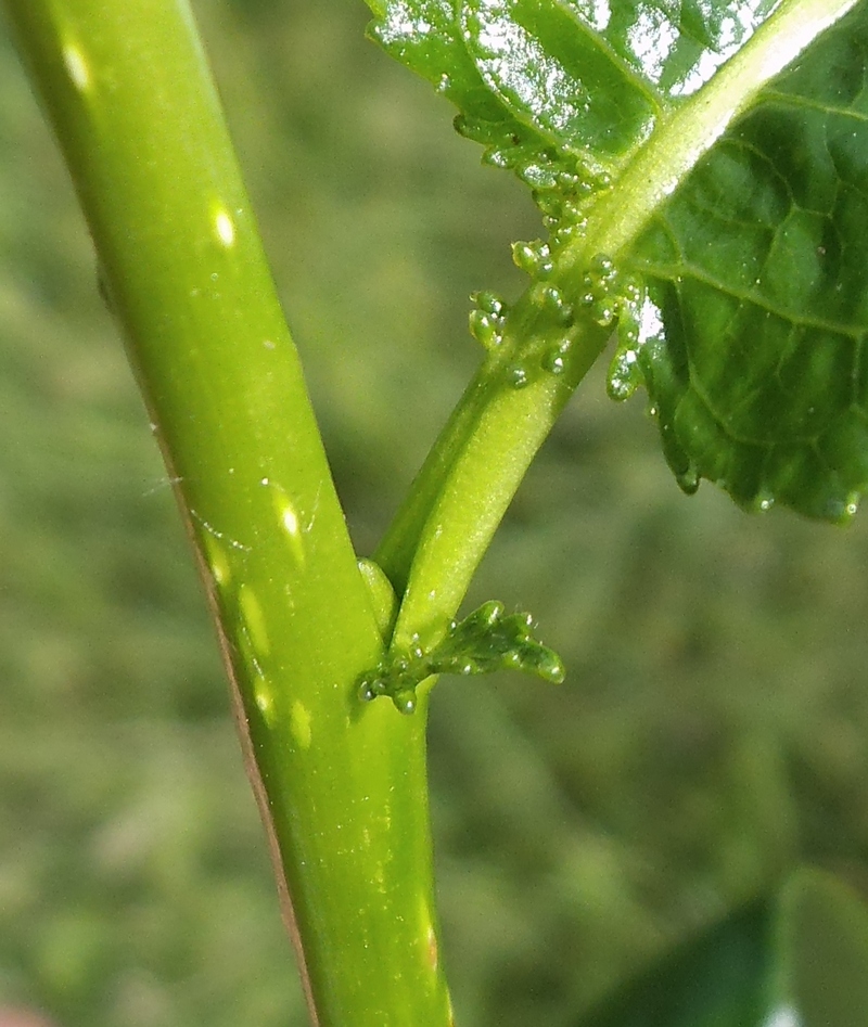 Image of Salix pentandra specimen.