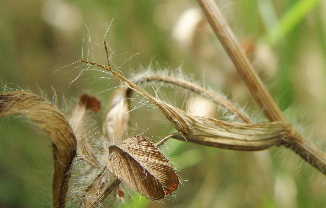 Image of Trifolium diffusum specimen.