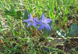 Vinca herbacea