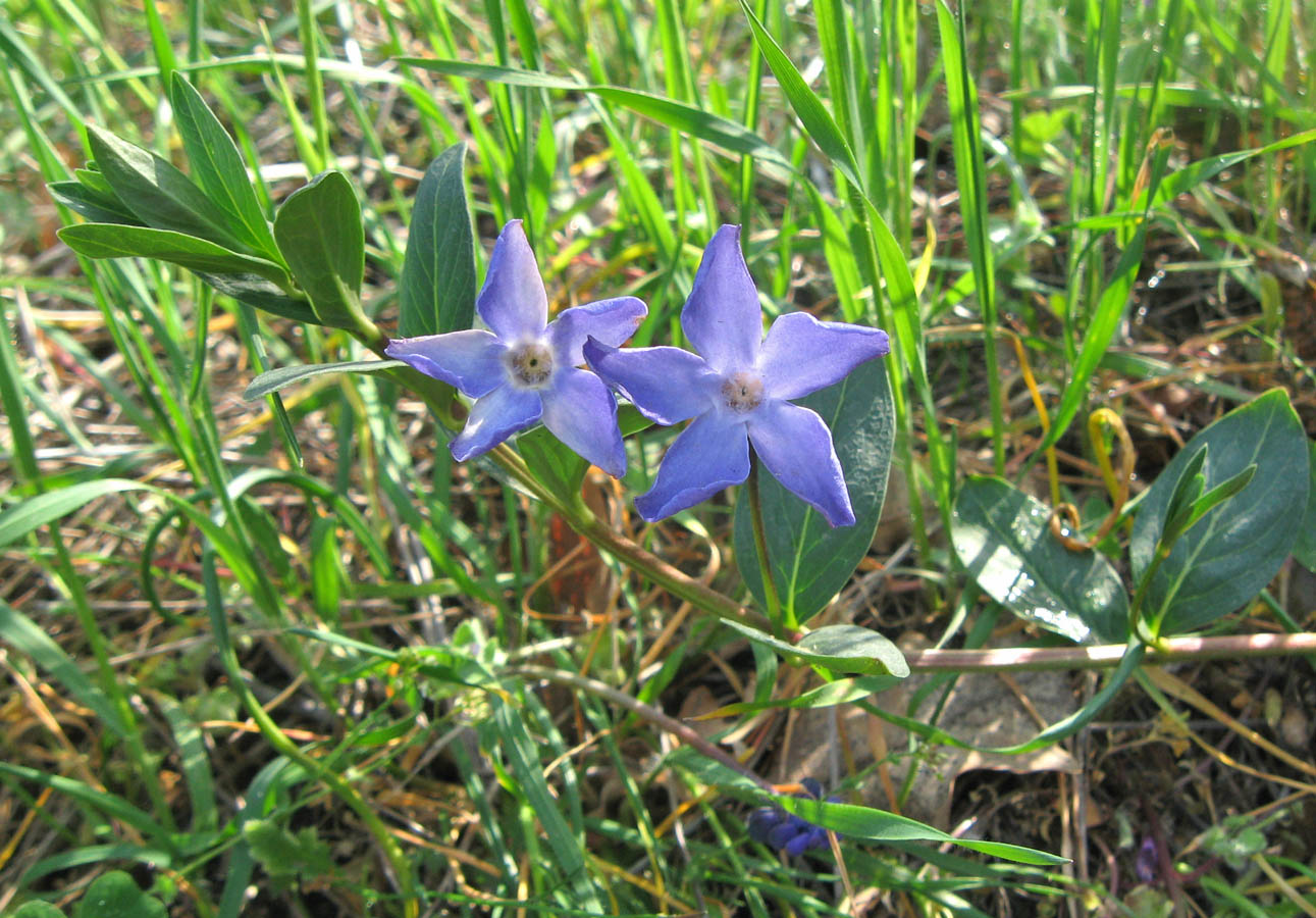 Image of Vinca herbacea specimen.