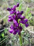 Anacamptis morio ssp. caucasica