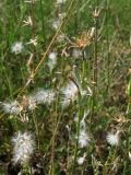 Chondrilla juncea