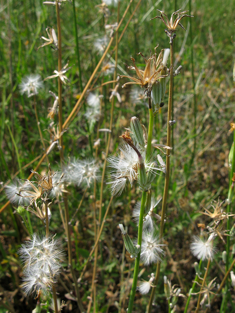 Image of Chondrilla juncea specimen.