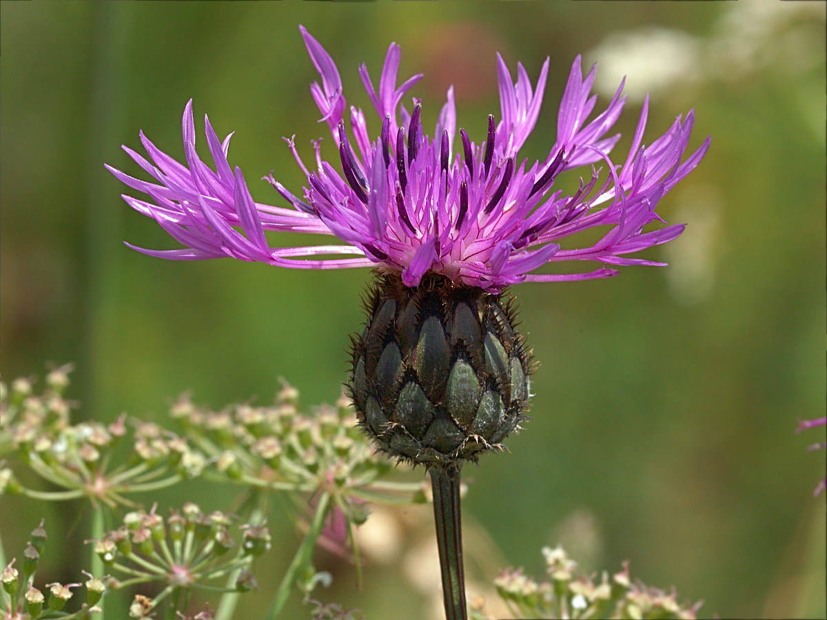 Image of Centaurea scabiosa specimen.