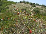 Lonicera etrusca