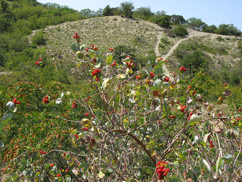 Изображение особи Lonicera etrusca.