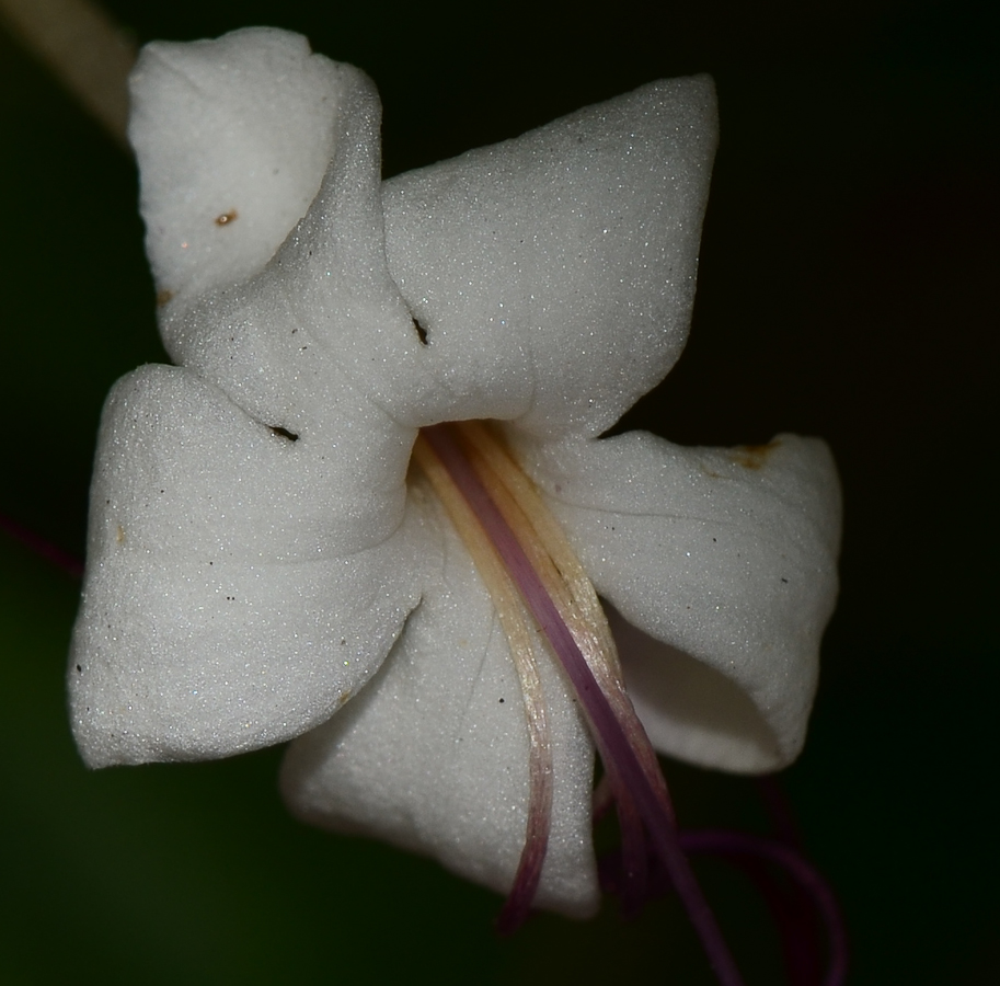 Изображение особи Clerodendrum inerme.