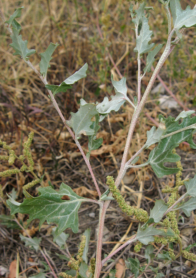 Image of Atriplex tatarica specimen.