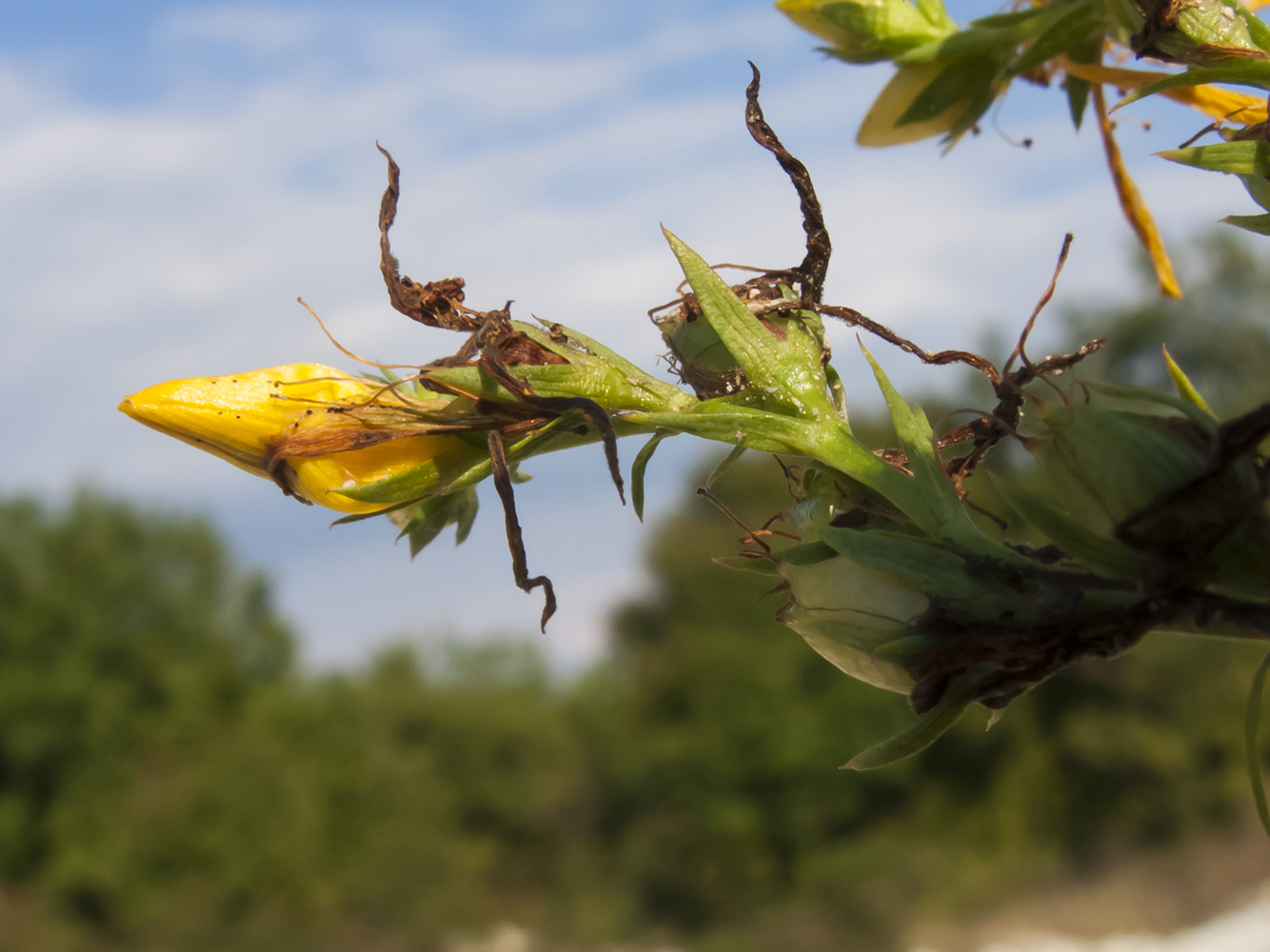 Image of Hypericum perforatum specimen.