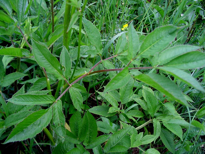Изображение особи Chaerophyllum aromaticum.