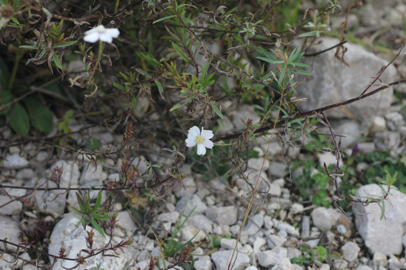 Image of Achillea ptarmicifolia specimen.