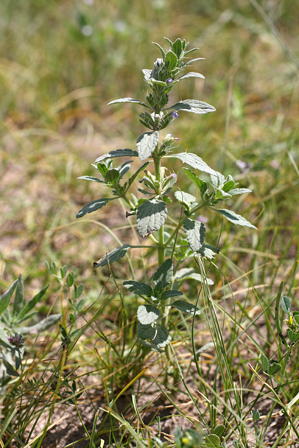 Image of Lallemantia royleana specimen.