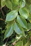 Celtis biondii