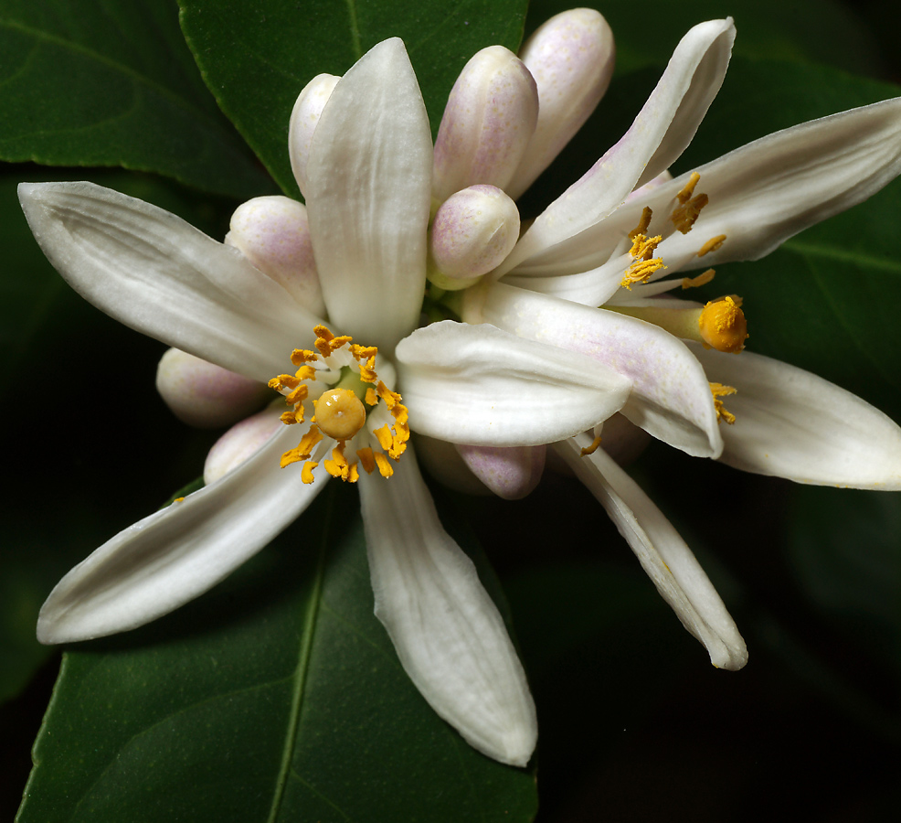 Image of Citrus limon specimen.