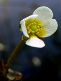 Ranunculus circinatus