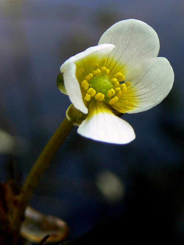 Изображение особи Ranunculus circinatus.