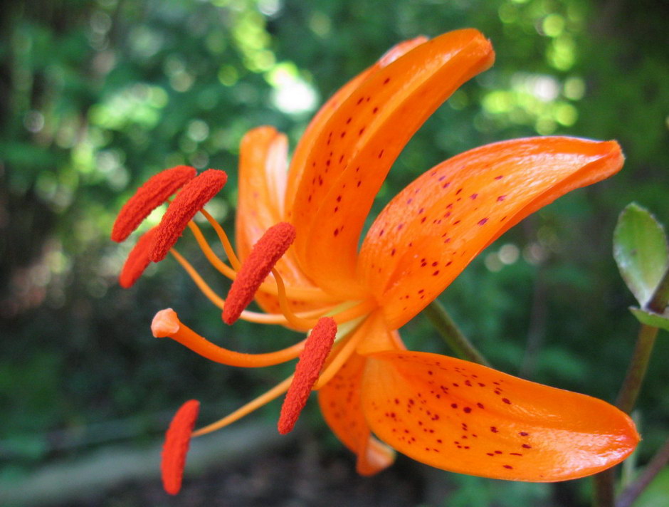 Изображение особи Lilium distichum.