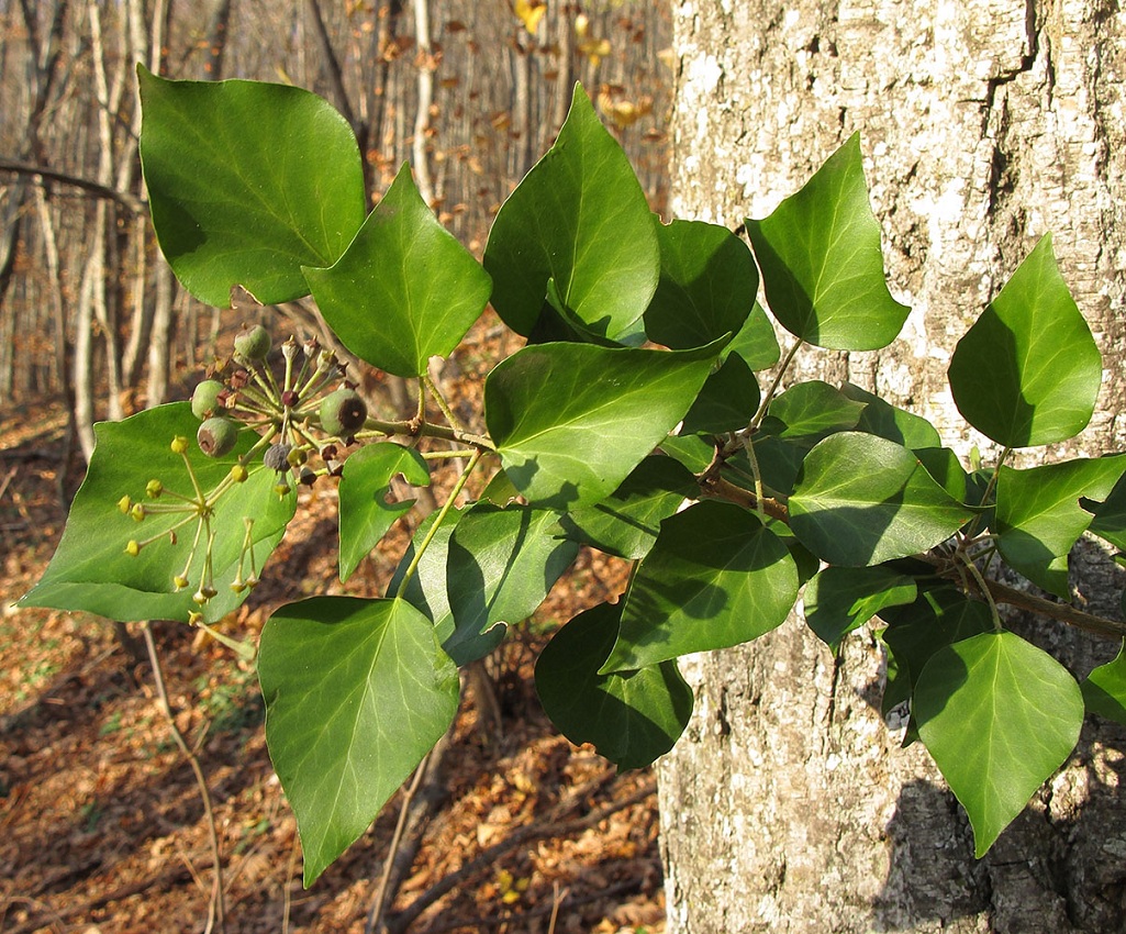 Изображение особи Hedera helix.